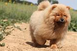 CHOW CHOW 077